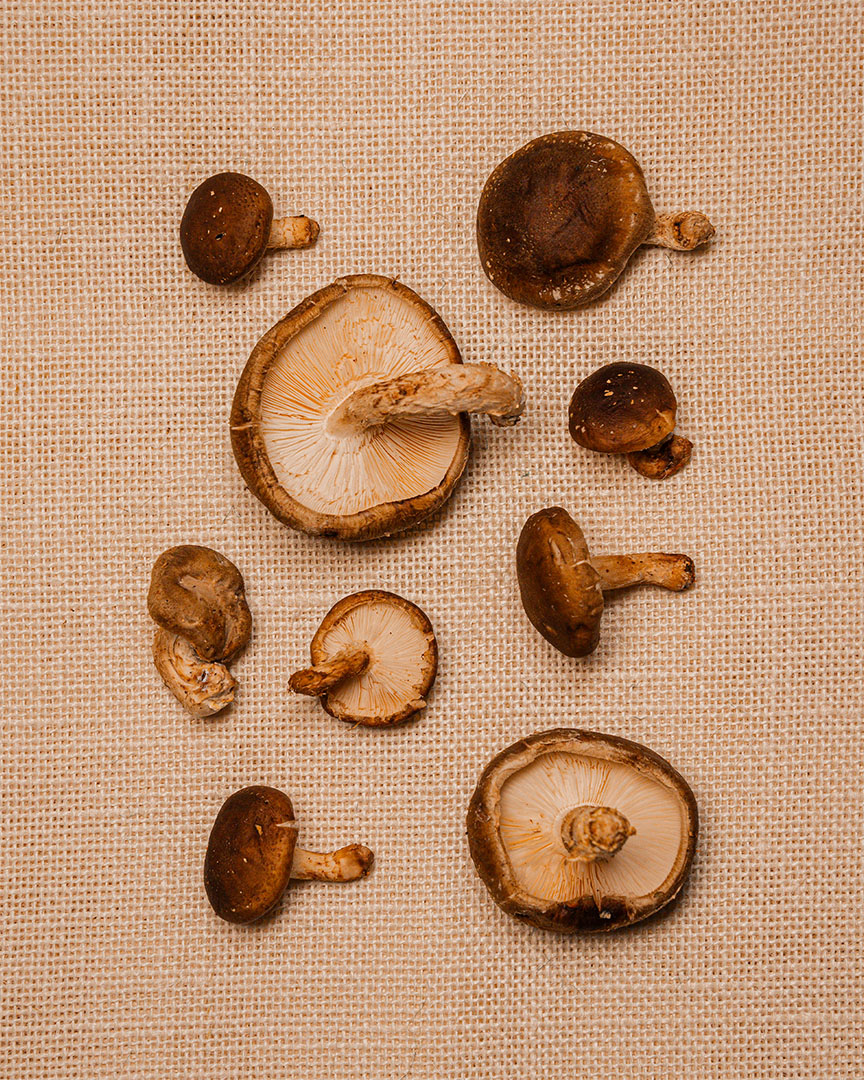 Cogumelos